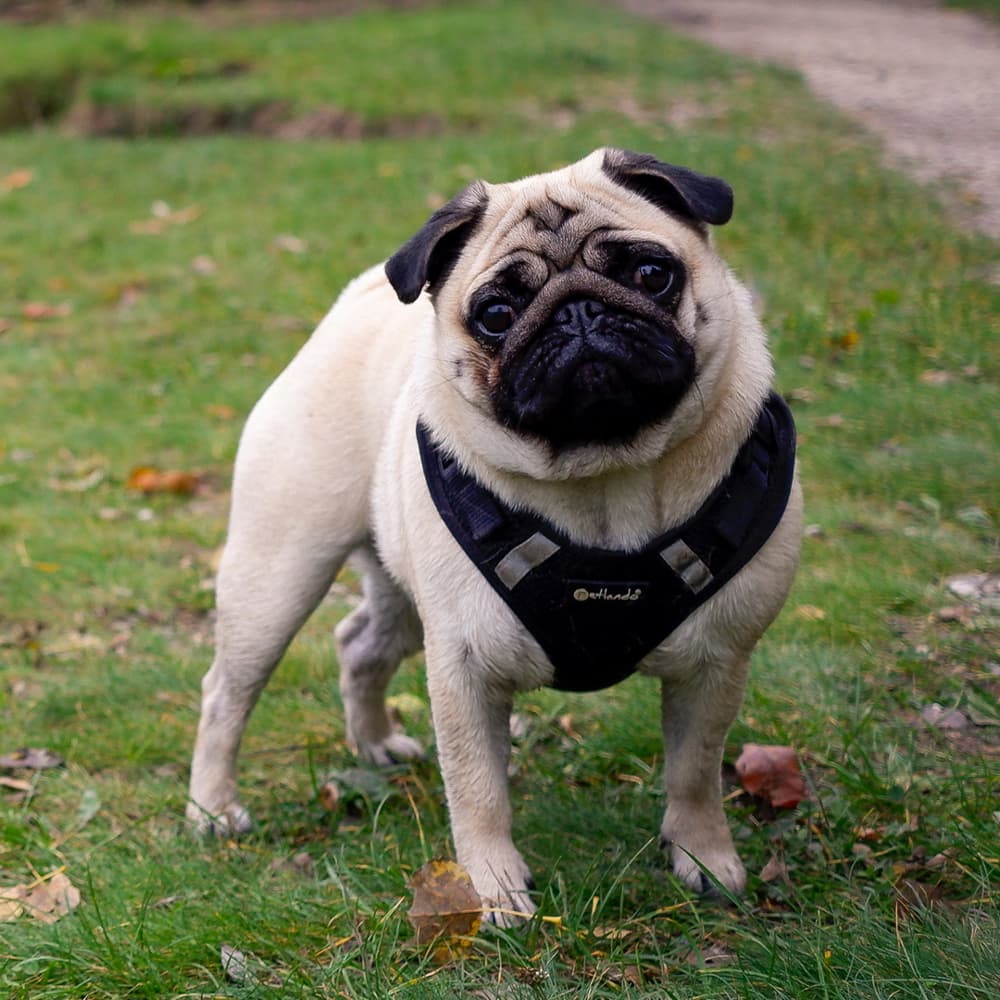 Hundpromenad